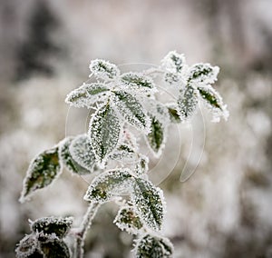 Frosted plant