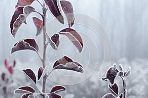 Frosted plant