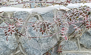 Frosted plants