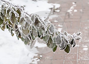 Frosted plants