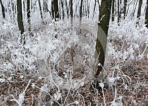 Frosted plants closeup