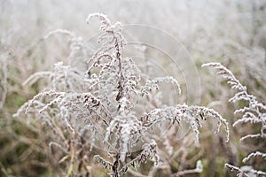 Frosted plants on a cold autumn morning