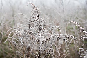 Frosted plants on a cold autumn morning