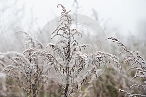 Frosted plants on a cold autumn morning