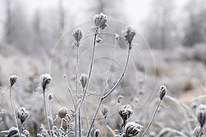 Frosted plants on a cold autumn morning