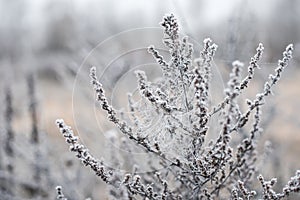 Frosted plants on a cold autumn morning