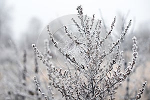 Frosted plants on a cold autumn morning