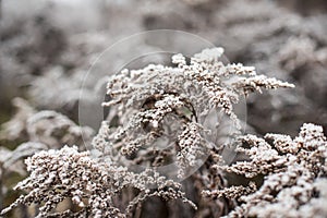 Frosted plants on a cold autumn morning