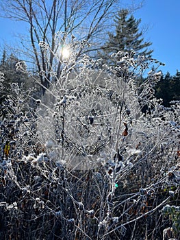 Frosted Plants in a Forest