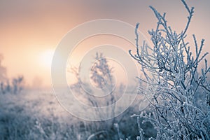 Frosted plants on the forest meadow at sunset