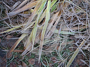 Frosted Plants In garden