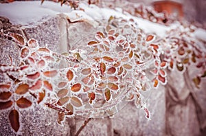 Frosted plants
