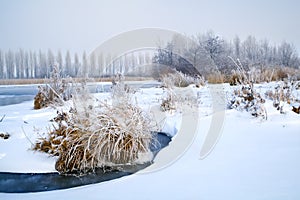 Frosted plants and snow in winter