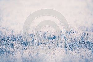 Frosted plants in winter forest at sunrise