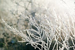 Frosted plants