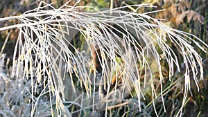 Frosted plume of Ornamental Grasses