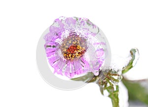 Frosted purple aster with snow and ice on snowy background
