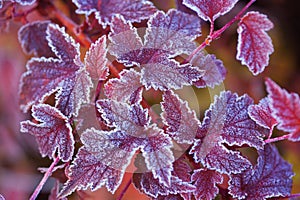 Purple frosted leaves of Physocarpus