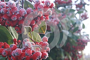 Frosted red berries on icy winter morning