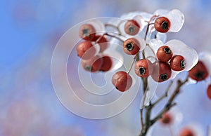Frosted red fruits