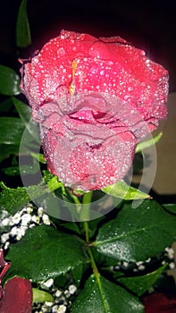 Frosted red rose, detail to express admiration, perfection