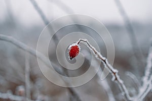 Frosted red rose hip in the garden. Snow winter background. Nature forest light landscape