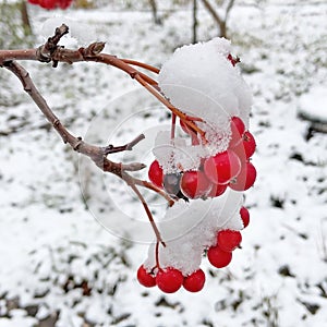 frosted red rose hips in the garden, red fruits of the rose hip plant is covered with snow hat