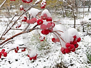 frosted red rose hips in the garden, red fruits of the rose hip plant is covered with snow hat