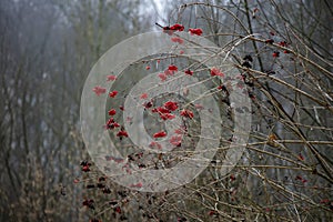 Frosted red rowan