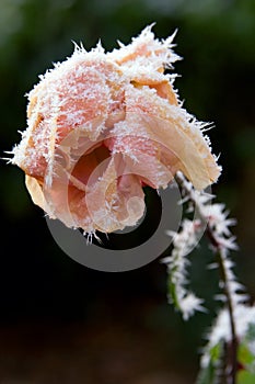 Frosted rose