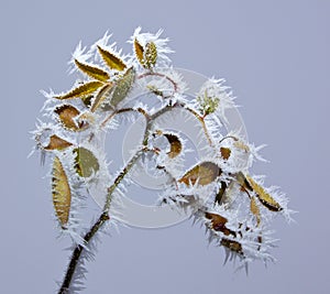 Frosted rose branch
