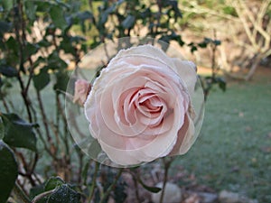 Frosted Rose Bud