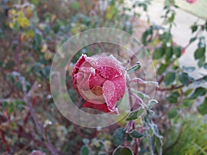 Frosted Rose Bud