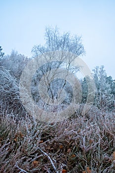 Frosted Silhouette: Lone Tree Amidst Winter Heather