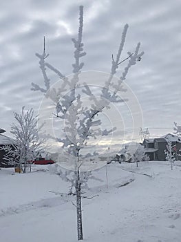 Frosted small trees winter snow neighbourhood stree photo