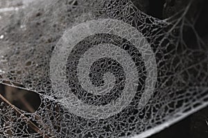 Frosted spider web close up