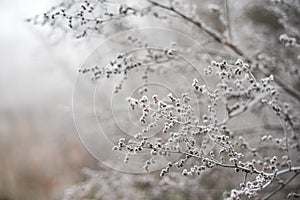 Frosted subtle plants on a cold autumn morning. Wedding background