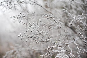 Frosted subtle plants on a cold autumn morning. Wedding background