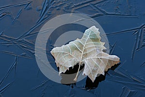 Frosted Sycamore Leaf on Ice