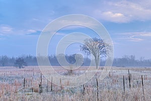 Frosted Tall Grass Prairie