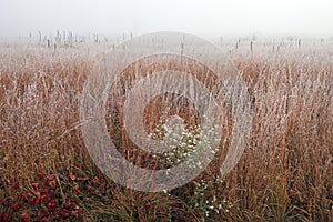 Frosted Tall Grass Prairie in Fog