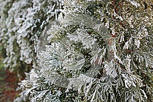 Frosted thuja twigs in the garden in the morning