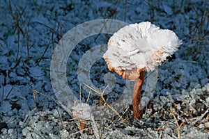 Frosted toadstool or mushroom in forest