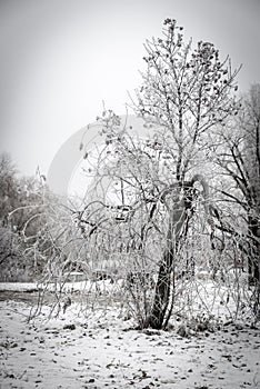 Frosted tree