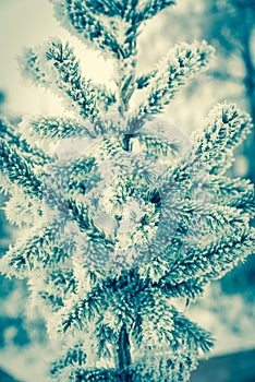 Frosted tree
