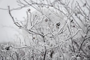 Frosted tree