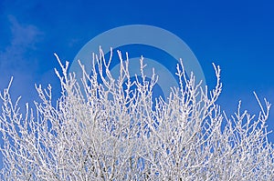 Frosted tree