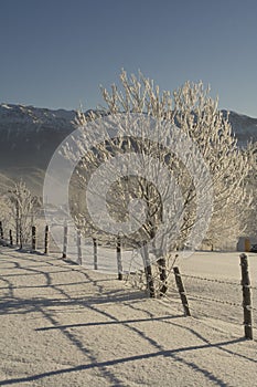 Frosted tree