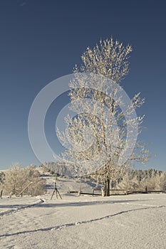Frosted tree