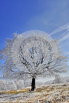 Frosted tree against blue sky